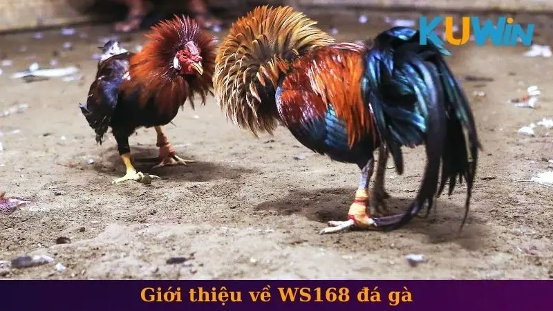 WS168 đá gà 1 Giới thiệu về WS168 đá gà