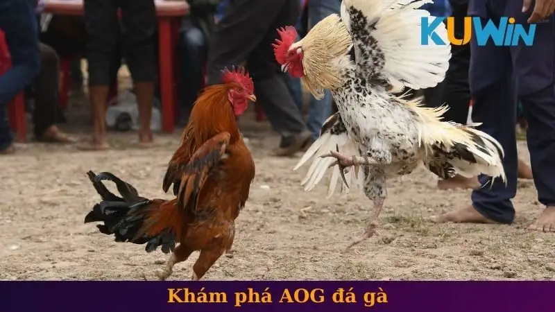 AOG đá gà 1 Khám phá AOG đá gà
