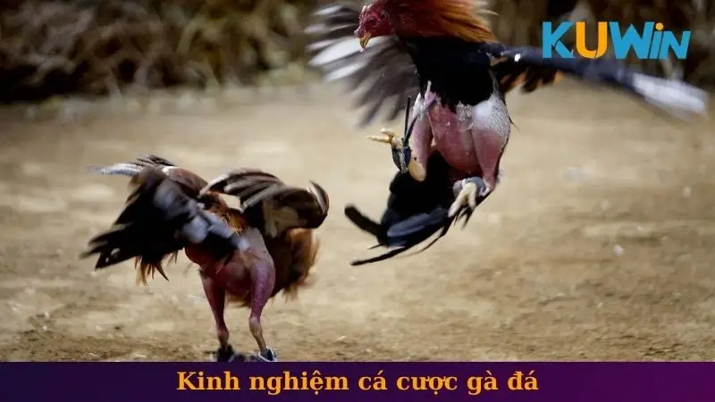 AOG đá gà 2 Kinh nghiệm cá cược gà đá