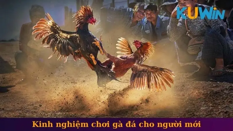 WS168 đá gà 2 Kinh nghiệm chơi gà đá cho người mới