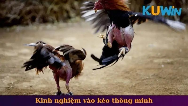 Đá gà 2 Kinh nghiệm vào kèo thông minh