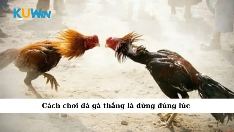 Chiến Thuật Chơi Đá Gà Giúp Thắng Lớn Cho Anh Em 2025 3 Cách chơi đá gà thắng là dừng đúng lúc