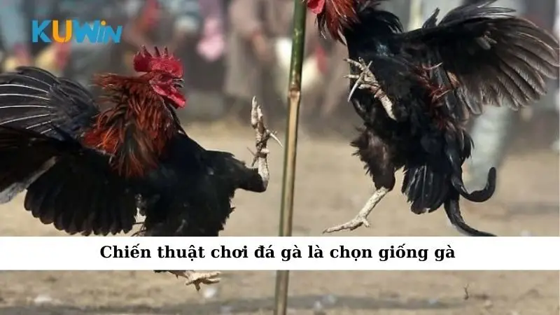 Chiến Thuật Chơi Đá Gà Giúp Thắng Lớn Cho Anh Em 2025 1 Chiến thuật chơi đá gà là chọn giống gà