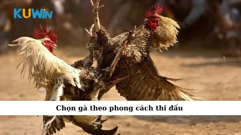 Chiến Thuật Chơi Đá Gà Giúp Thắng Lớn Cho Anh Em 2025 2 Chọn gà theo phong cách thi đấu