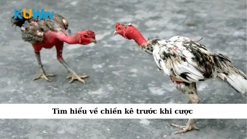 Chiến Thuật Chơi Đá Gà Giúp Thắng Lớn Cho Anh Em 2025 4 Tìm hiểu về chiến kê trước khi cược